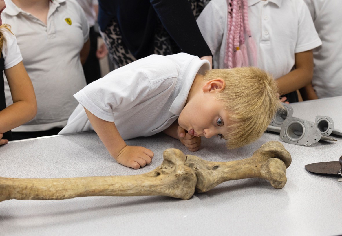Primary school children examine the bones of the Great Moa